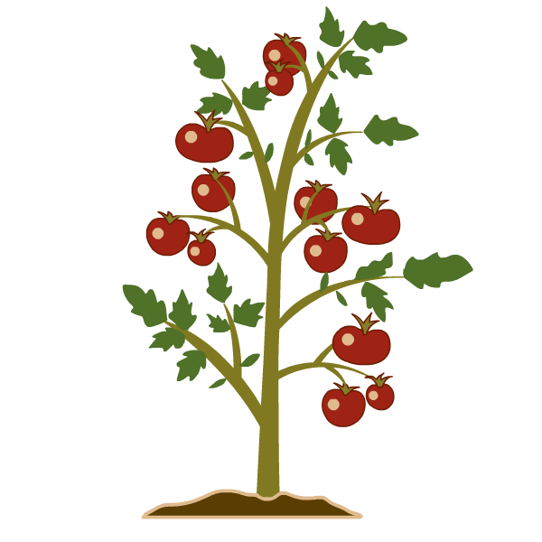 tomato plant